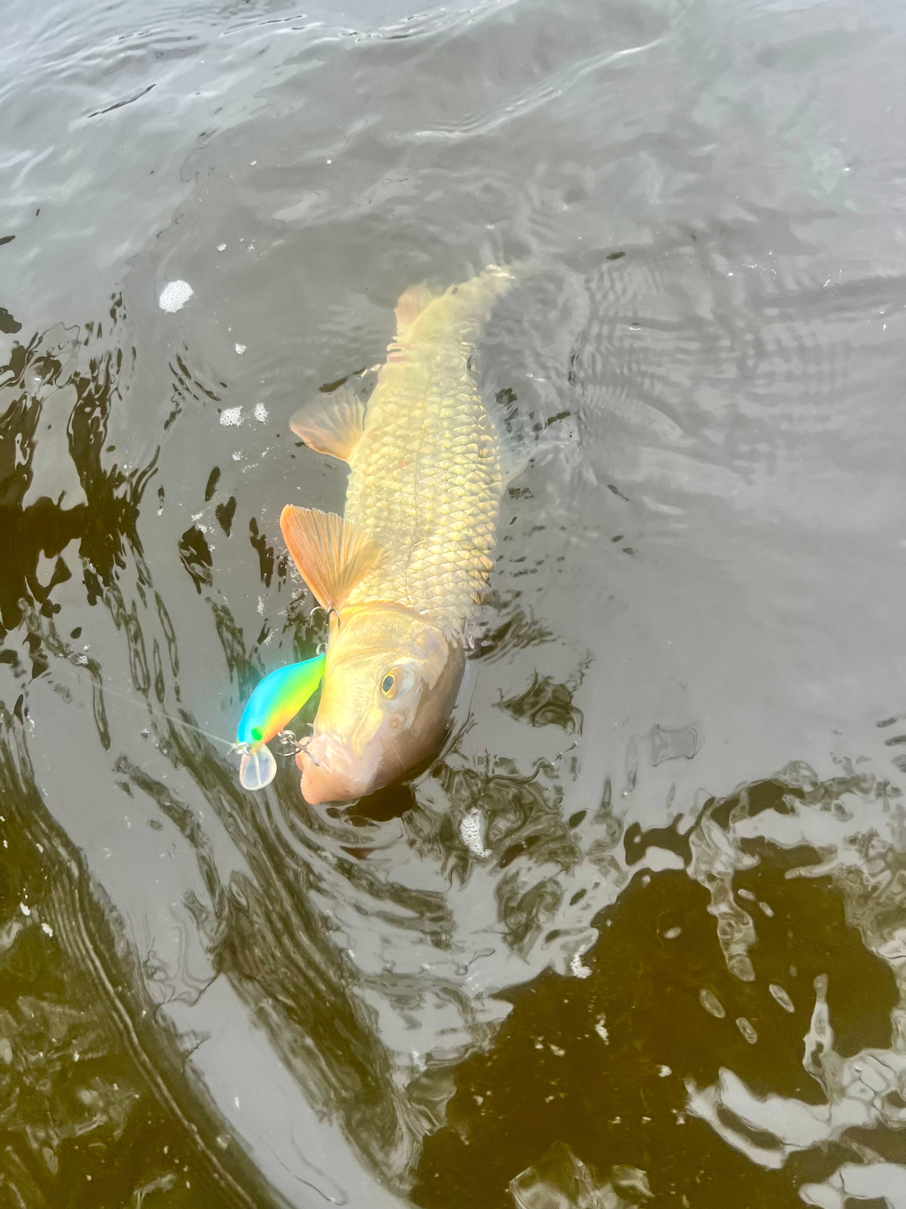 Fish holding a glowing jerkbait lure in green and orange, with visible treble hooks.