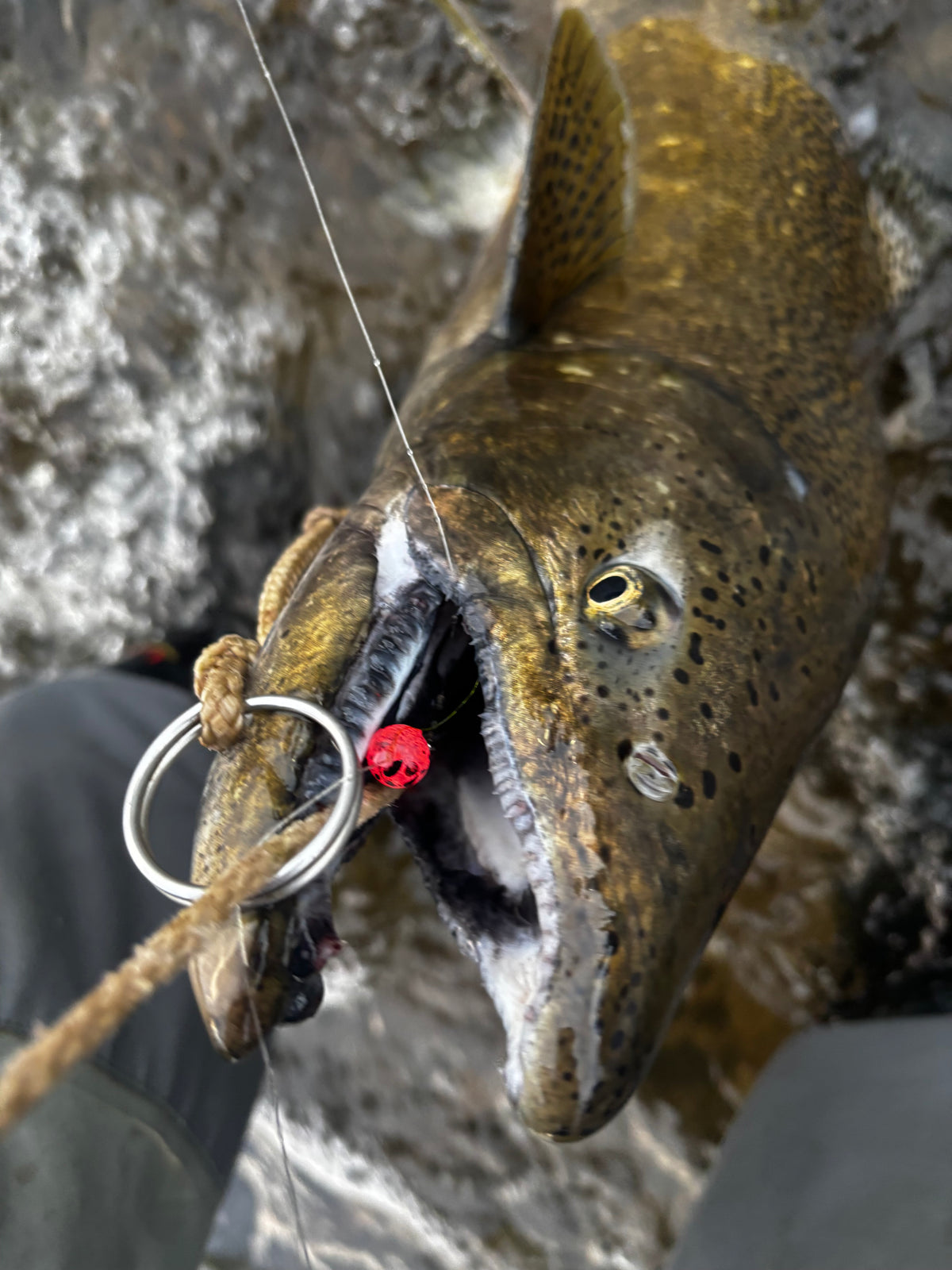 Bloop X RMA Poison Berry UV Fishing Bead