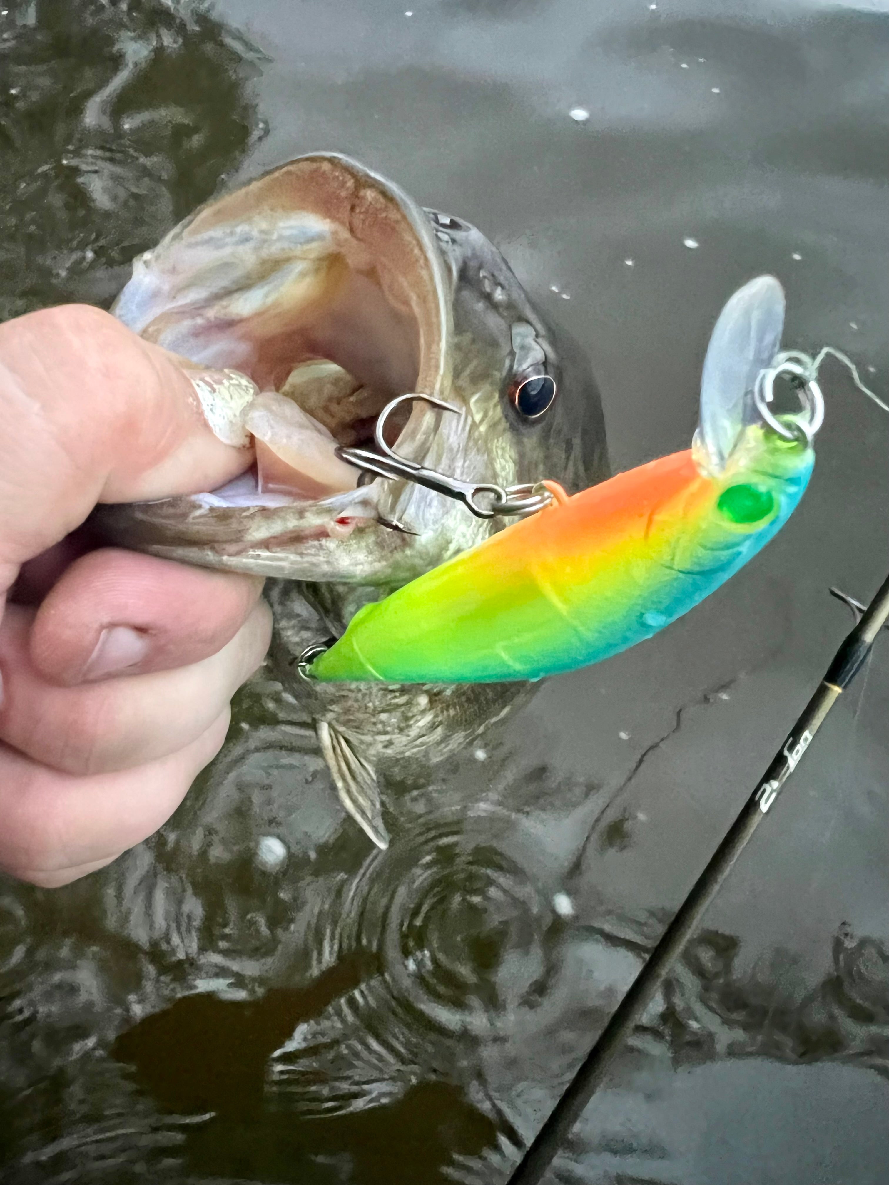 Fish with an orange and green jerkbait lure attached, with visible treble hooks.