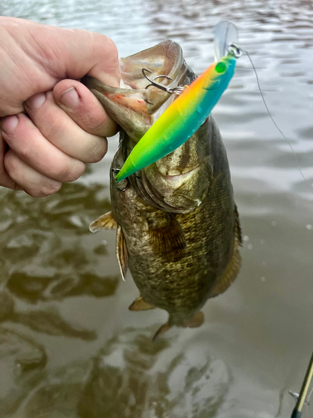 Fish with a bright neon green and yellow jerkbait lure attached, visible treble hook.