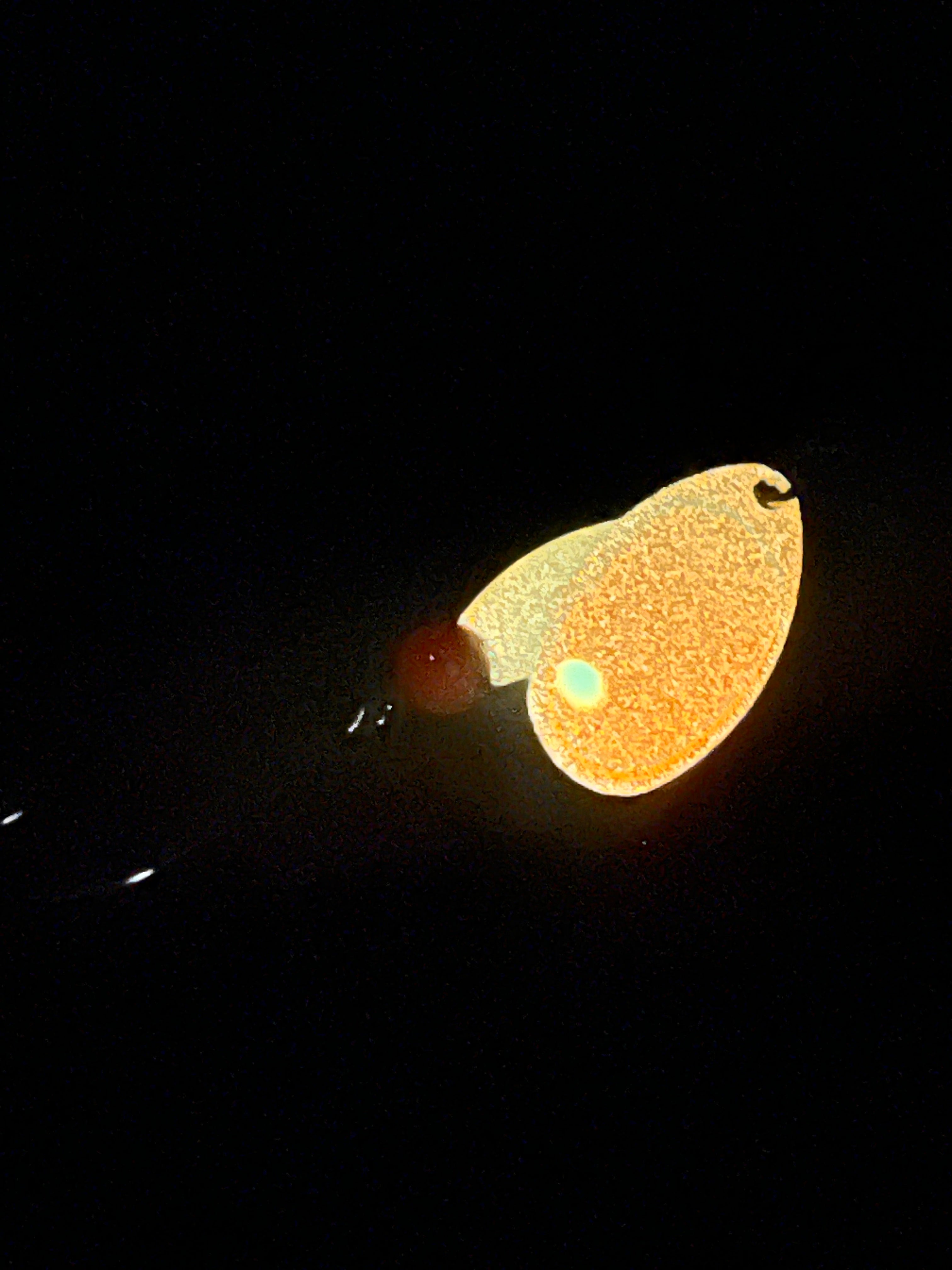 Glow-in-the-dark inline spinner, gold teardrop blade with glowing dot