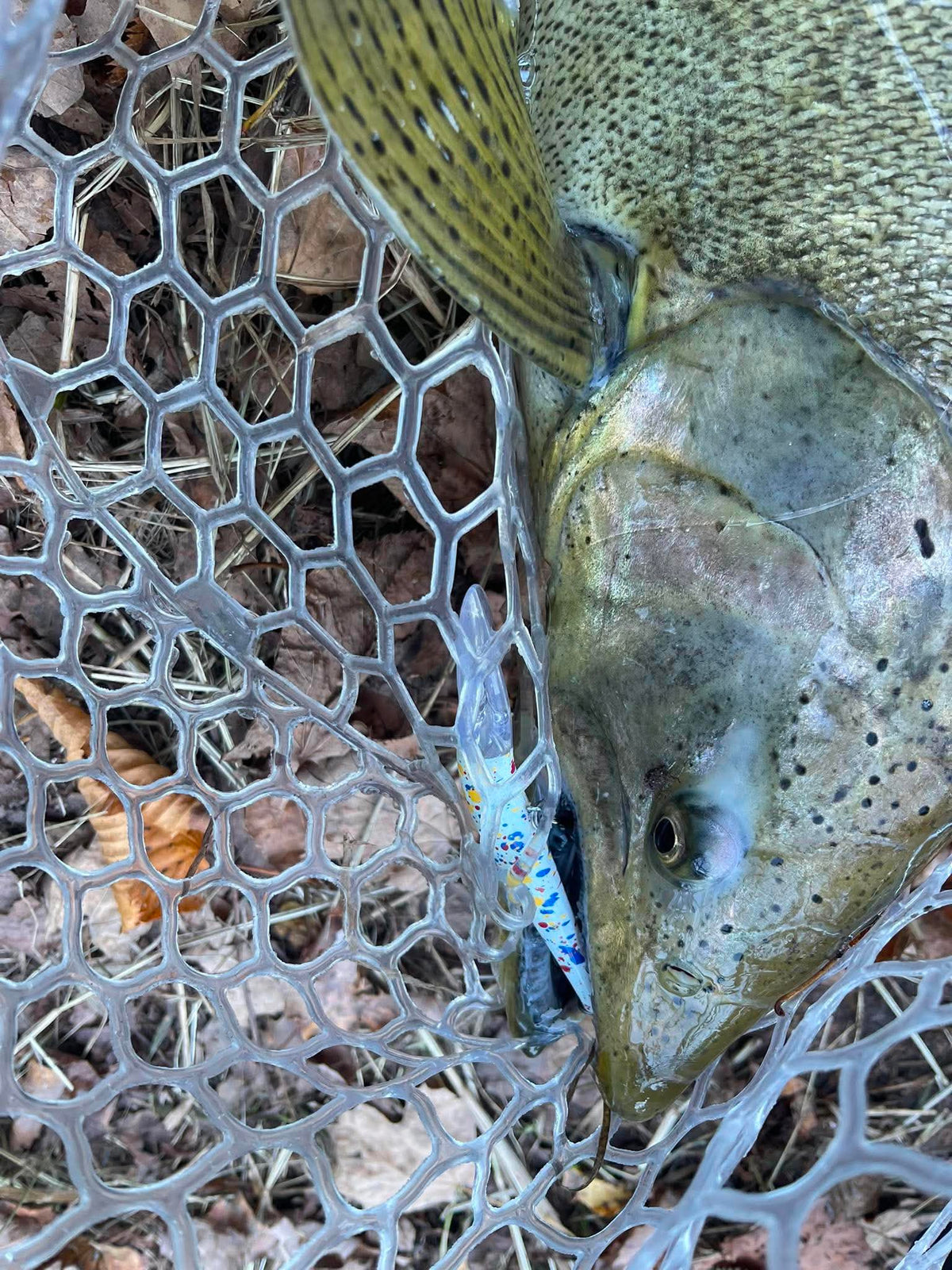 Fish partially visible in a tightly woven net with blue light reflections