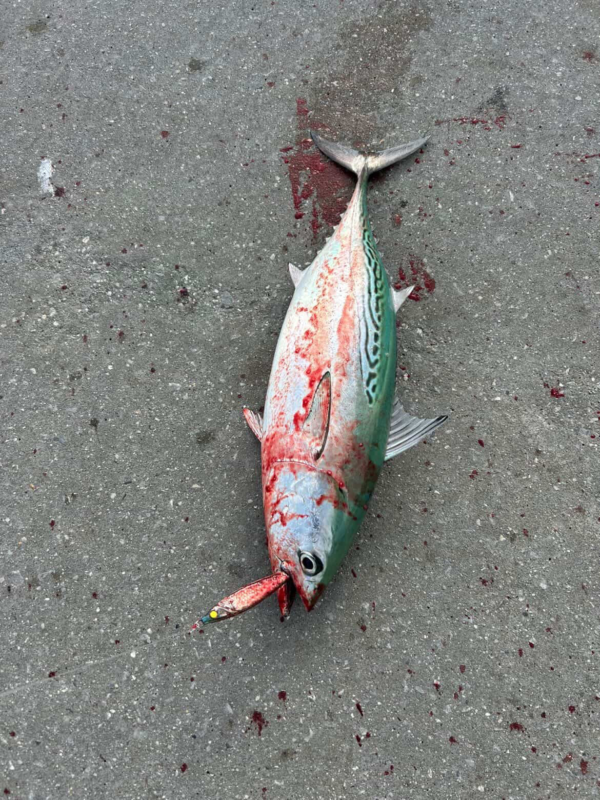 Fish holding red-and-white jigging spoon with green stripe and yellow eye