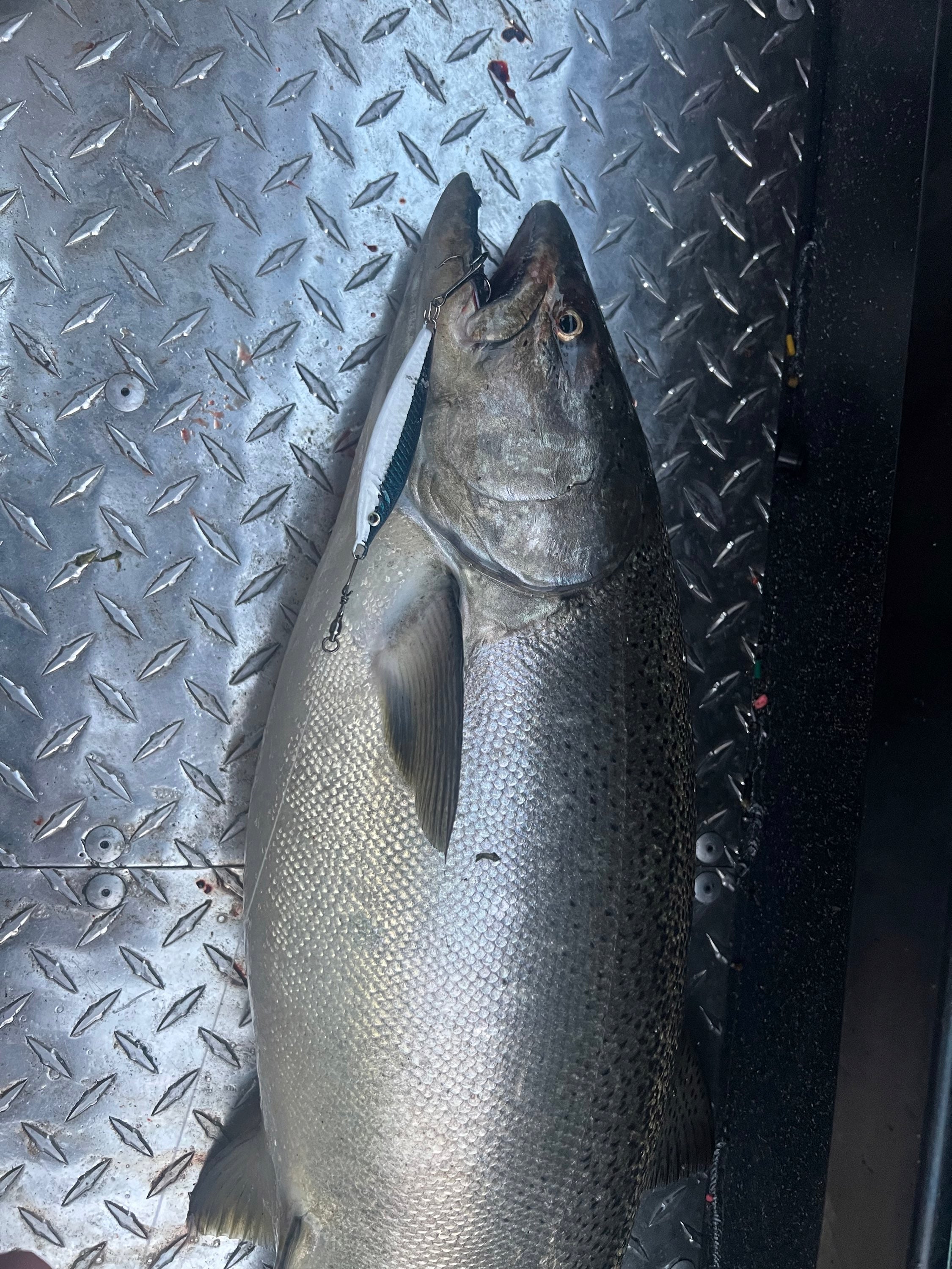 Silver fish with attached jigging spoon on the line