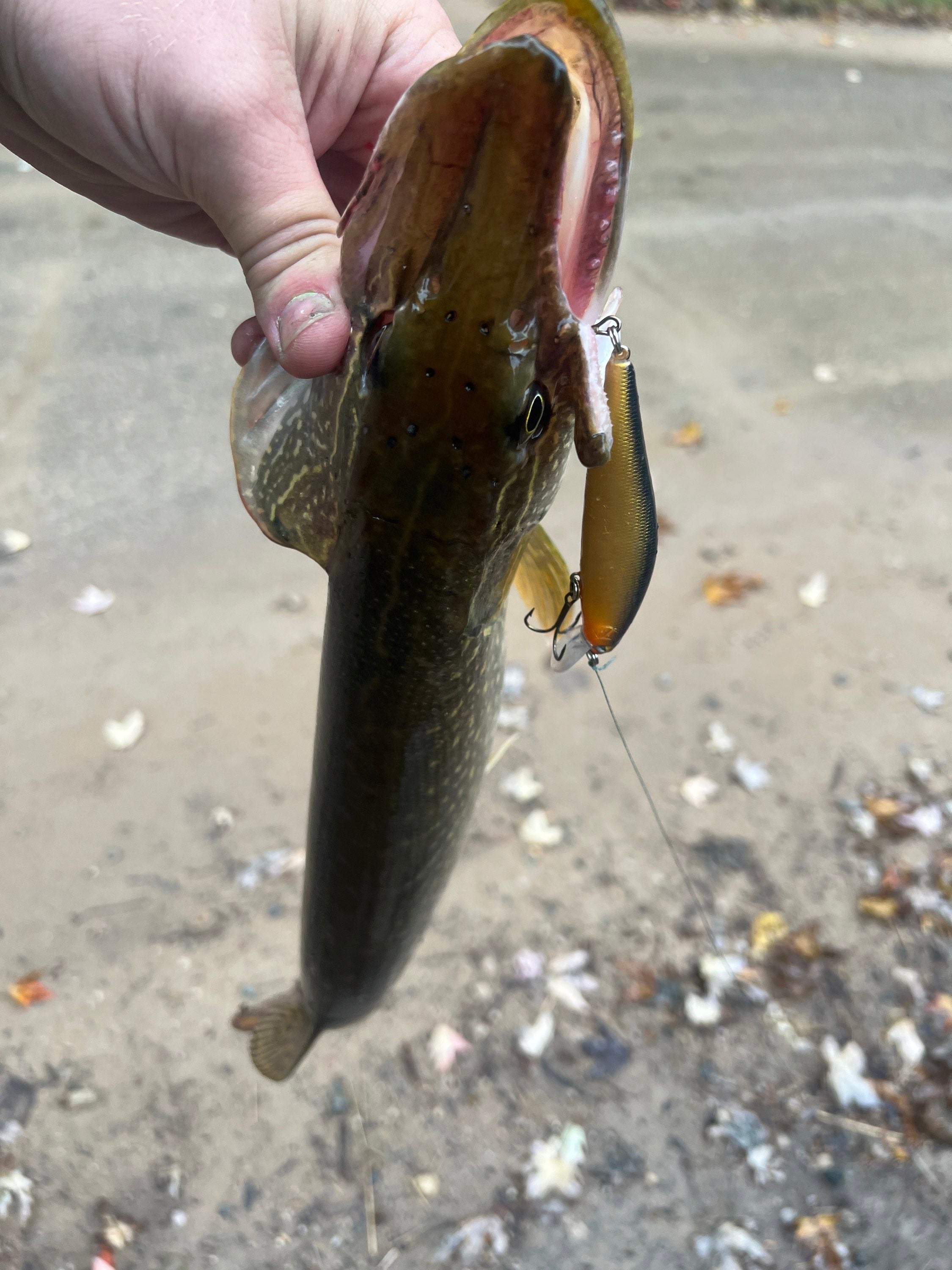 RMA jerkbait in fish mouth; yellow lure with dark back and treble hook