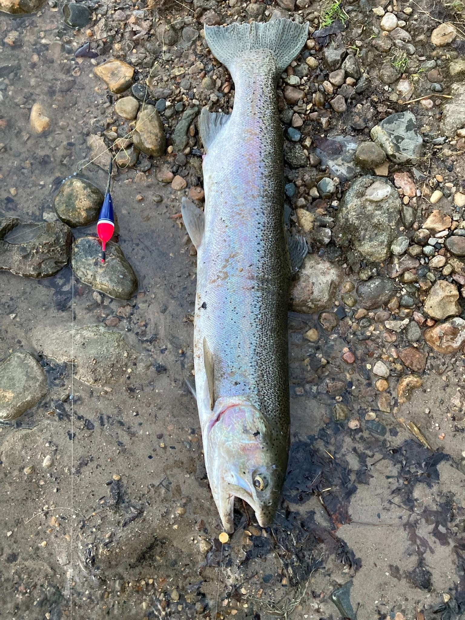 Fish on river stones with red-blue bead lure and small yellow UV-glow bead