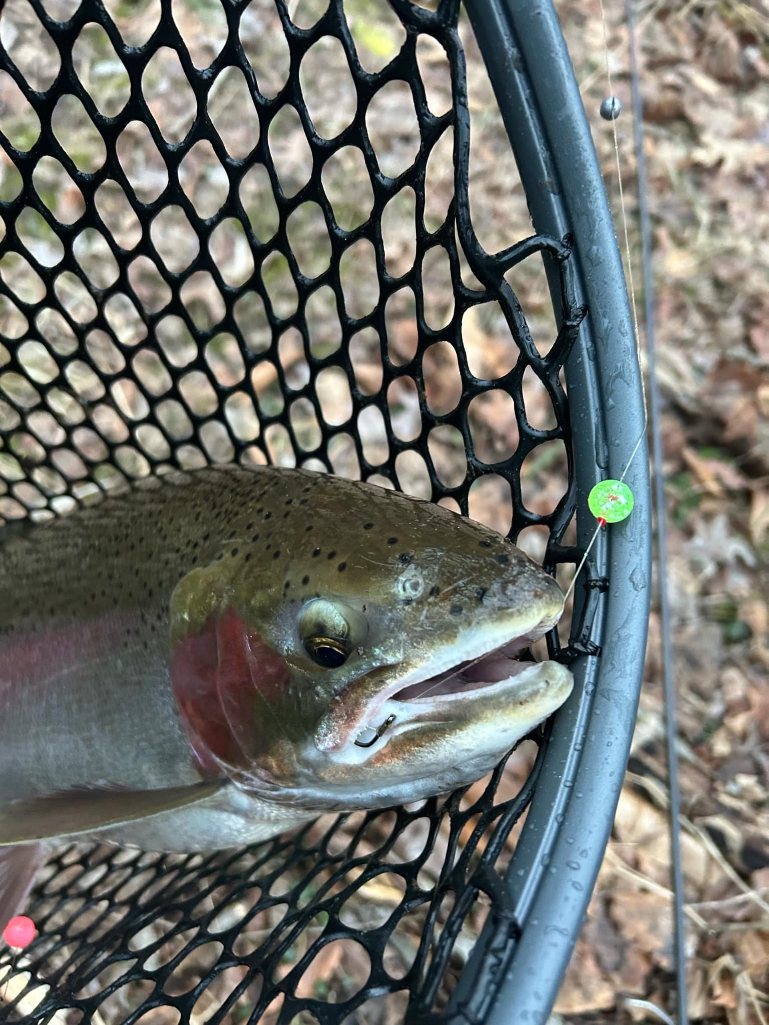 Trout being held in a mesh net with a glowing green UV bead by the rim