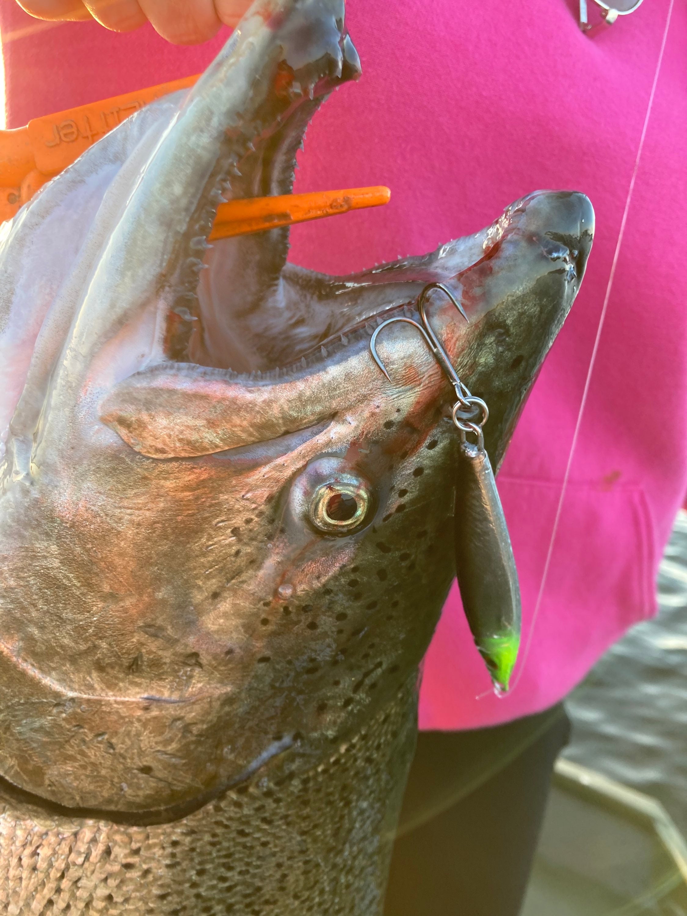 Jigging spoon close-up: green-yellow eye, silver blade, hooks on fish