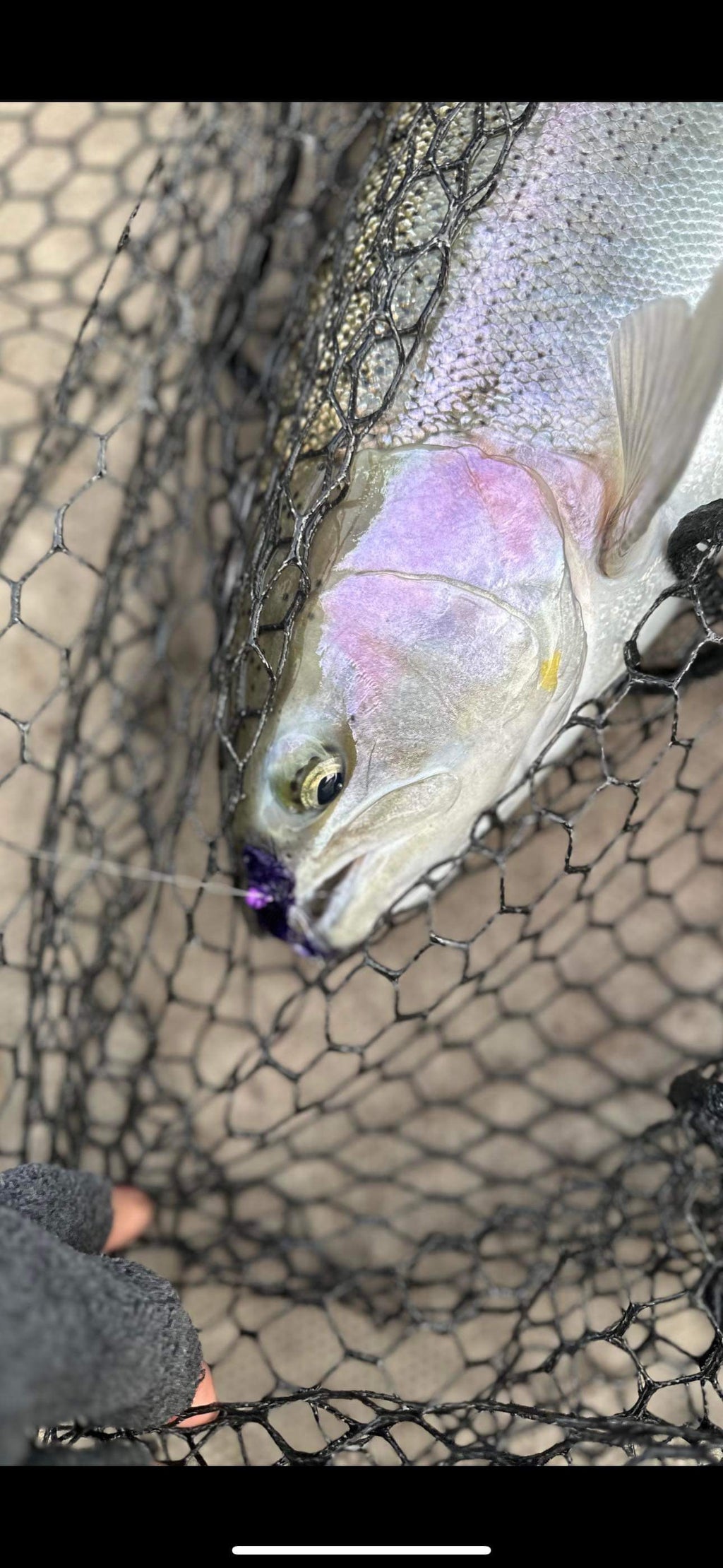 Purple Reign 1/32 oz Maribou Steelhead Jig  #4 Hook image 2
