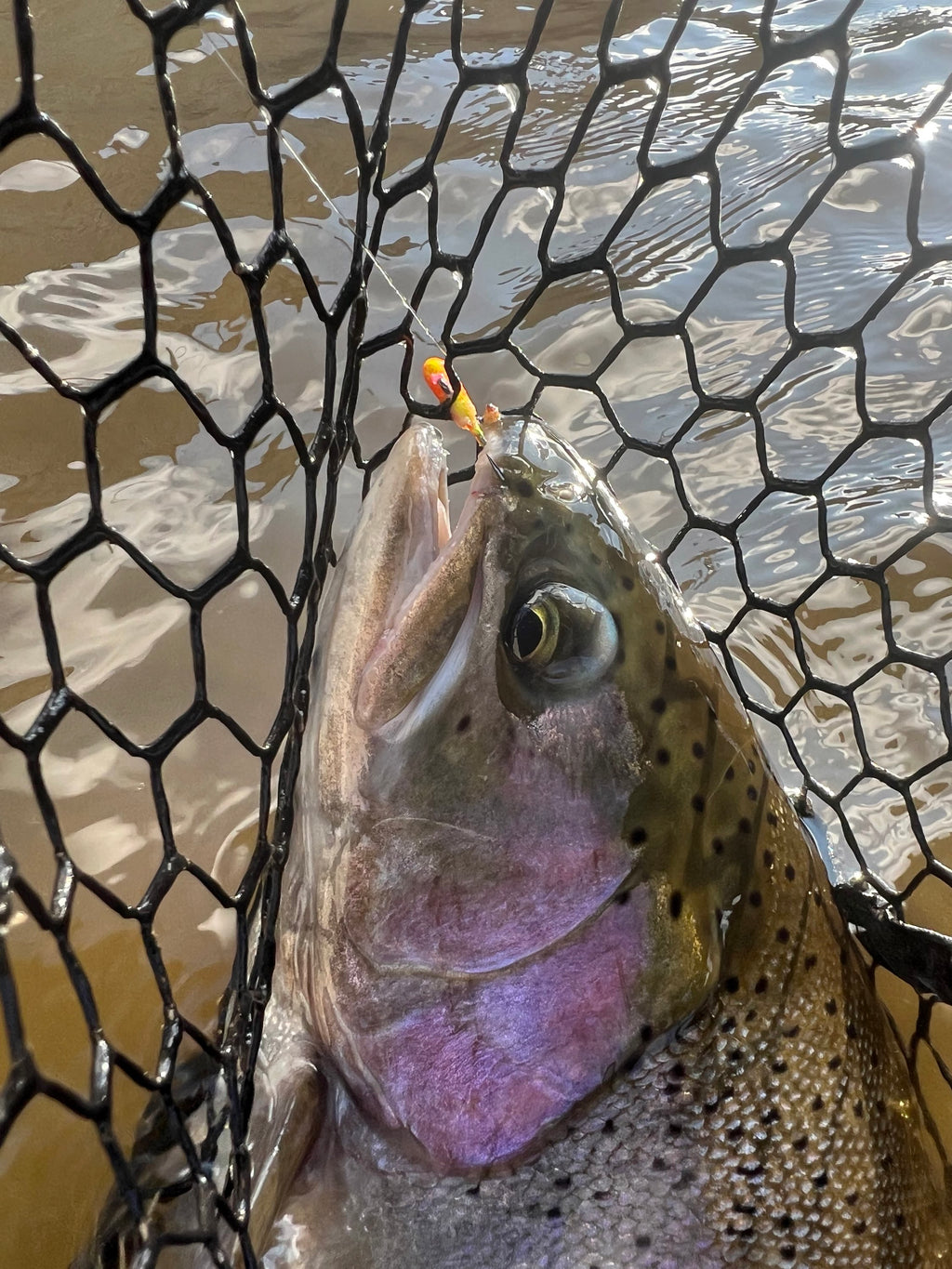 Steelhead tube jig in fish mouth near net, pink speckled lure