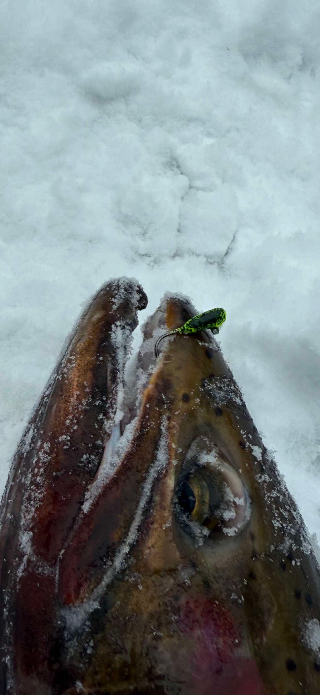 Two fish on snow with neon green speckled tube jig hooks