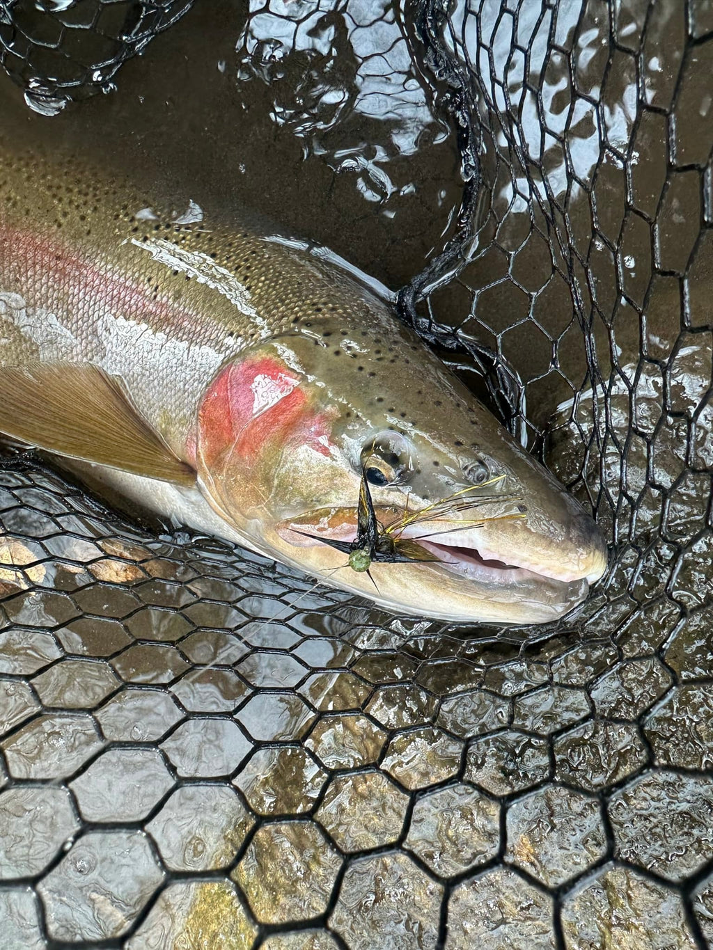 Tug Bug  1/32 oz Maribou Steelhead Jig  #4 3x Strong Voodoo Custom  Tackle Hook image 12