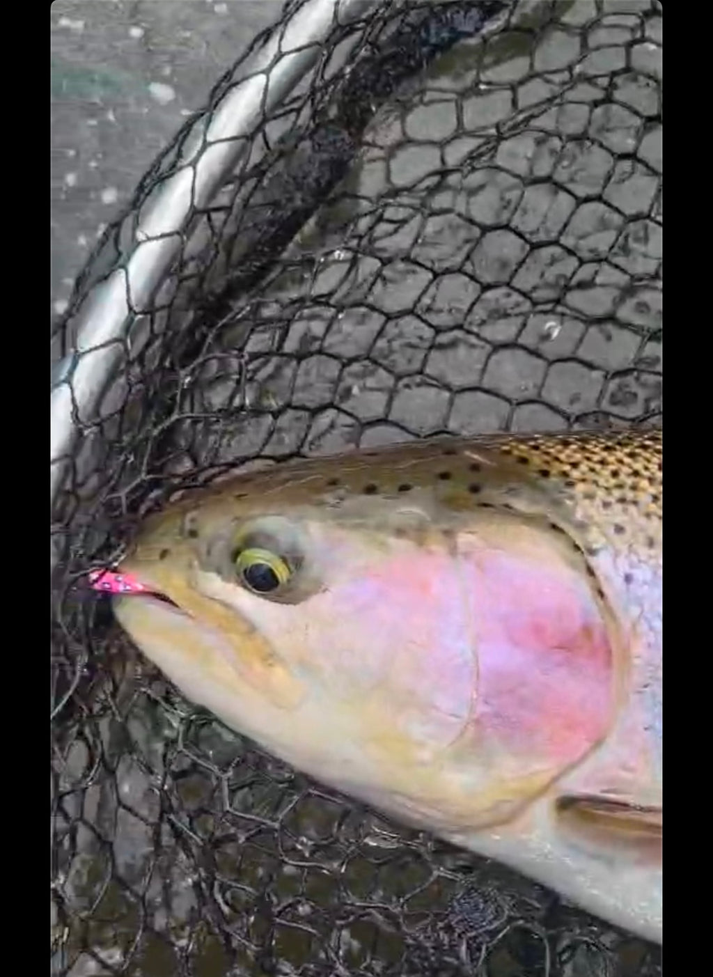 Toxic Waste UV Glow 1/16  oz Steelhead Tube Jig #6 3X Strong Voodoo Hook image 6